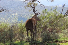 Cervus elaphus elaphus