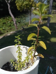 Lippia graveolens