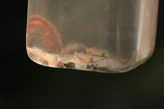 Branchipus schaefferi