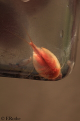 Triops cancriformis