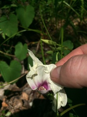 Ipomoea pandurata