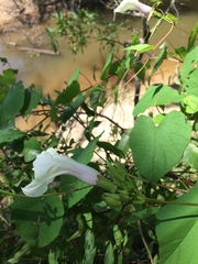 Ipomoea pandurata
