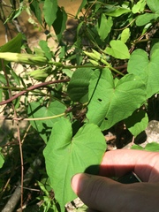 Ipomoea pandurata