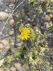 Oedera capensis
