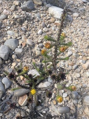 Oedera capensis