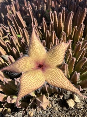 Stapelia gigantea