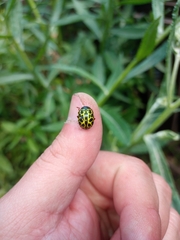 Calligrapha polyspila