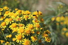 Senecio brasiliensis