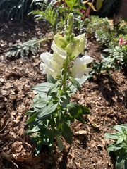 Antirrhinum