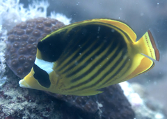 Chaetodon fasciatus