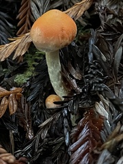 Pyrrhulomyces astragalinus