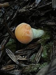 Pyrrhulomyces astragalinus