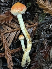 Pyrrhulomyces astragalinus