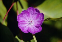 Geranium sanguineum