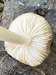 Volvariella pusilla