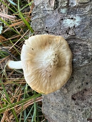 Volvariella pusilla