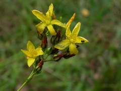 Hypericum montanum