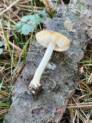 Volvariella pusilla