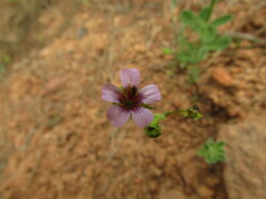 Calandrinia compressa