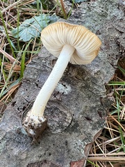Volvariella pusilla