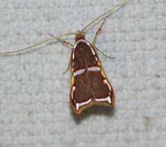 Barantola pulcherrima