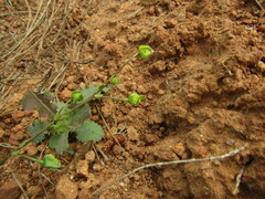 Calandrinia compressa