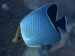 Chaetodon larvatus