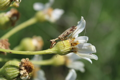 Paramantispa decorata