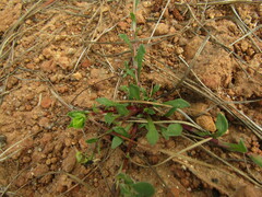 Calandrinia compressa