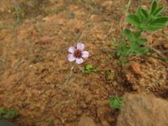 Calandrinia compressa