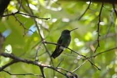 Saucerottia