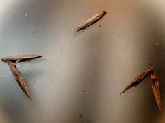 Festuca