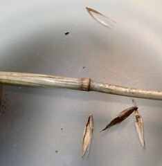 Festuca