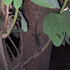 Cyrtodactylus fraenatus