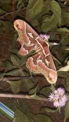 Rothschildia jacobaeae