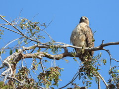 Buteo jamaicensis