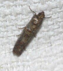 Hypargyria metalliferella