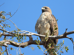Buteo jamaicensis