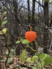 Abutilon × hybridum
