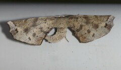 Parepisparis excusata