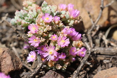 Oscularia deltoides