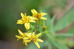 Trixis inula