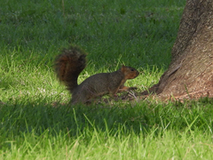 Sciurus niger