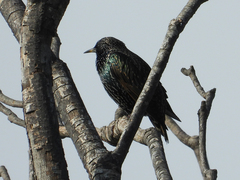 Sturnus vulgaris