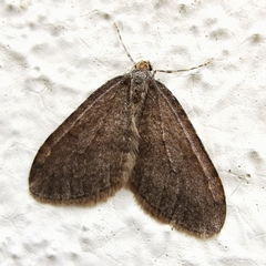 Operophtera brumata