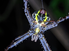Argiope anasuja