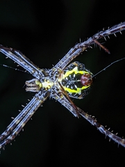 Argiope anasuja