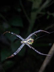 Argiope anasuja