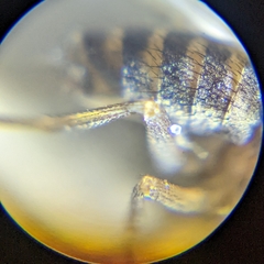Drosophila repleta