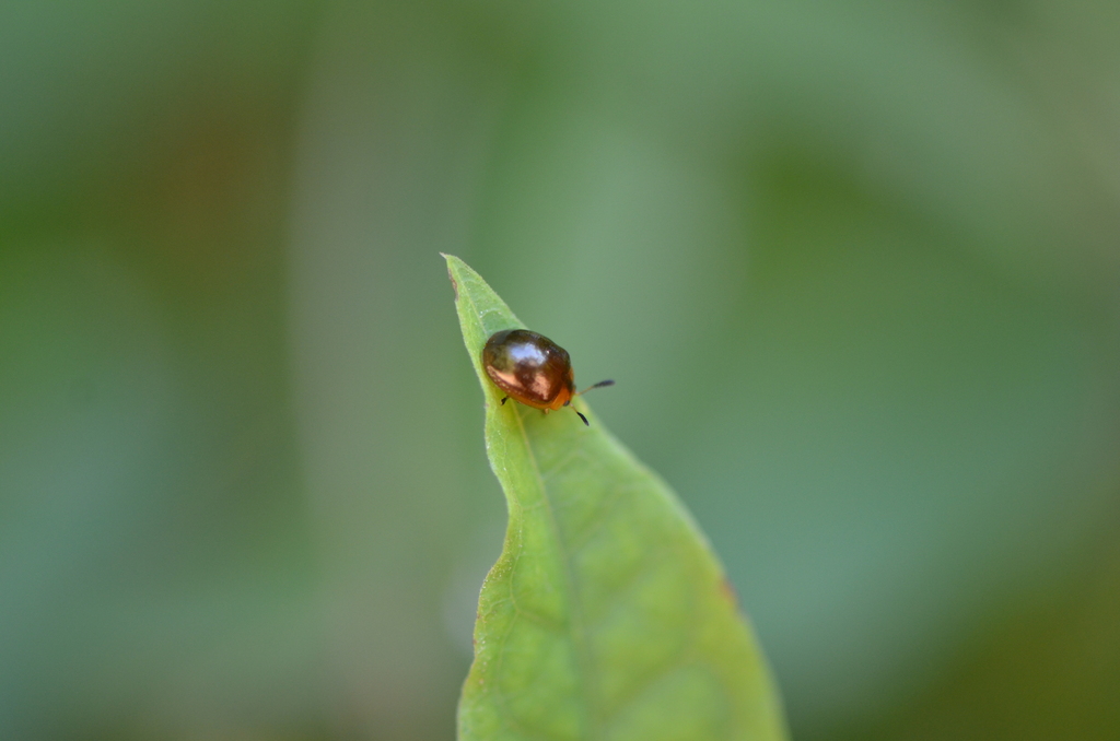 Brush-holly Leaf Beetle
